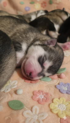 Les chiots de Alaskan Malamute
