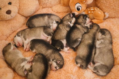 Les chiots de Alaskan Malamute