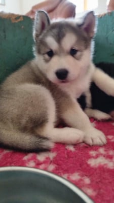 Les chiots de Alaskan Malamute