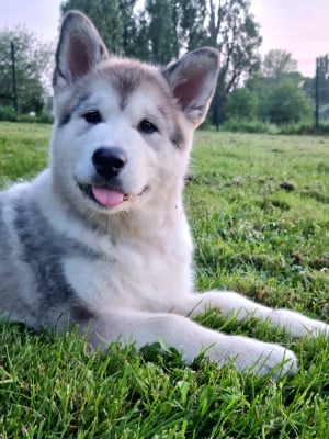 Les chiots de Alaskan Malamute