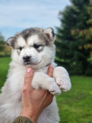 Les chiots de Alaskan Malamute