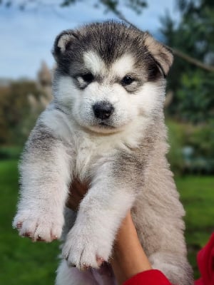 Les chiots de Alaskan Malamute