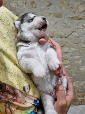 Les chiots de Alaskan Malamute