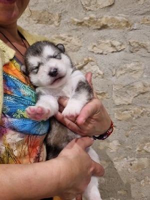 Les chiots de Alaskan Malamute