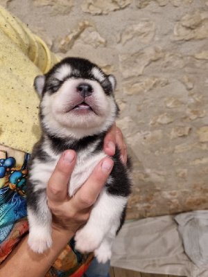 Les chiots de Alaskan Malamute