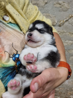 Les chiots de Alaskan Malamute