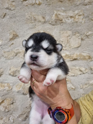 Les chiots de Alaskan Malamute
