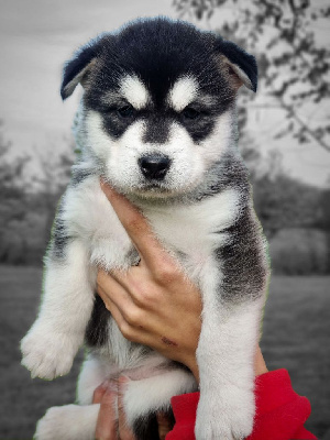 Les chiots de Alaskan Malamute