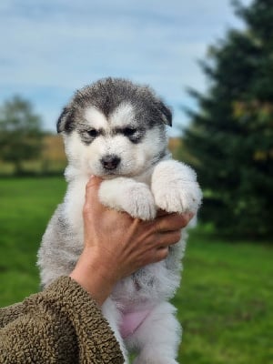 Les chiots de Alaskan Malamute