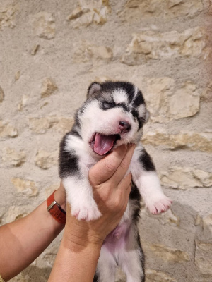 Les chiots de Alaskan Malamute