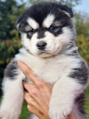 Les chiots de Alaskan Malamute