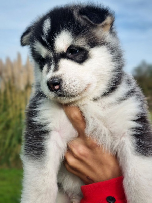 Les chiots de Alaskan Malamute