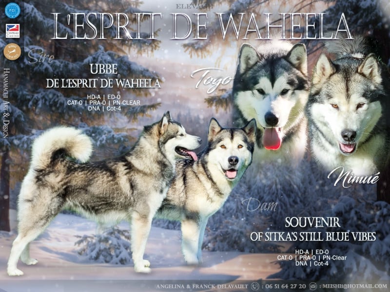 Alaskan Malamute - De L'Esprit De Waheela
