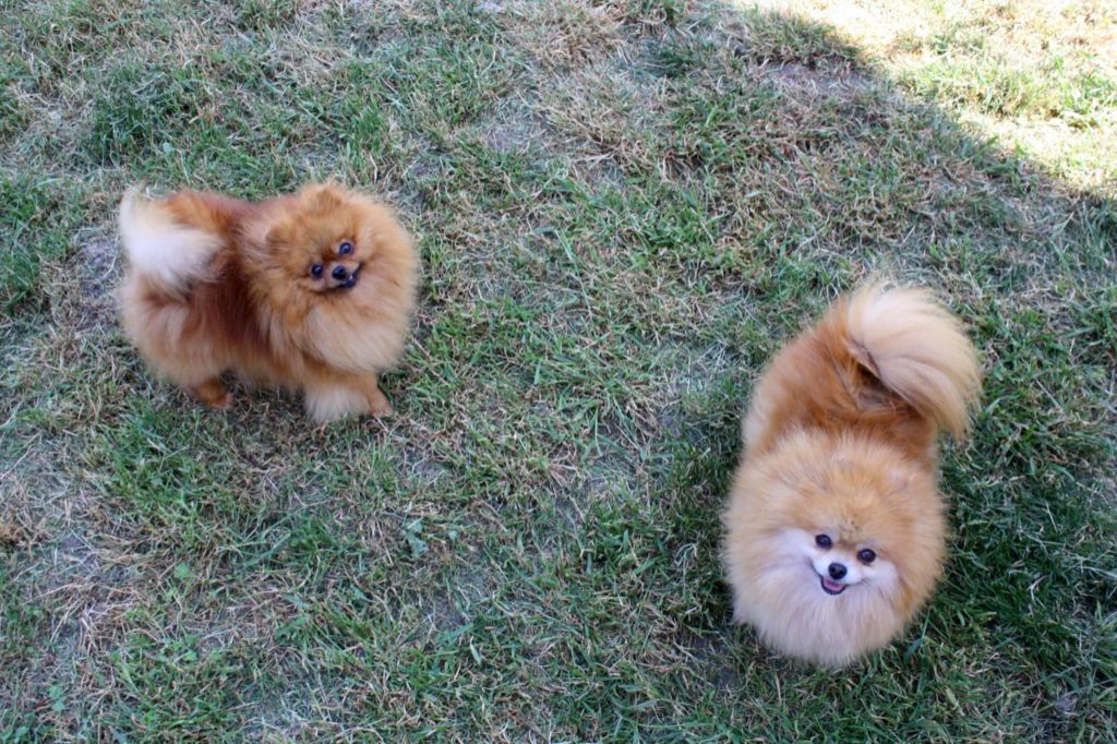 Seven raimbow colors De La Volpe Nera