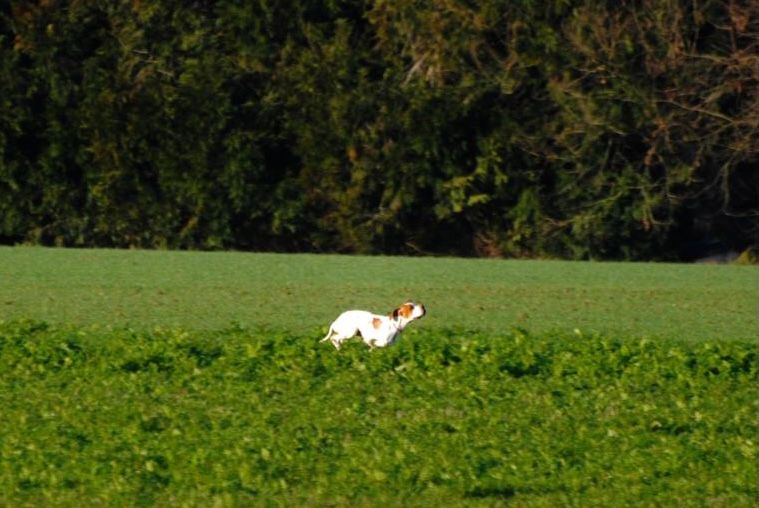 Publication : Du Clos De La Saliais