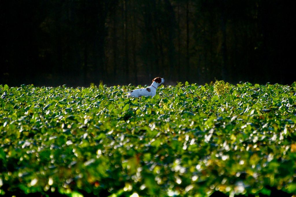 Publication : Du Clos De La Saliais