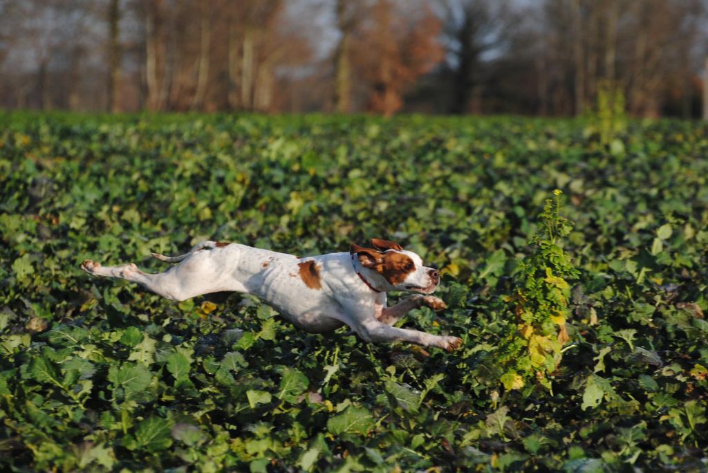 Publication : Du Clos De La Saliais