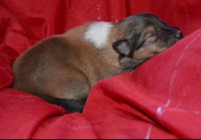 Les chiots de Colley à poil long