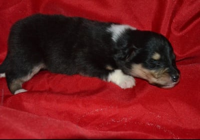 Les chiots de Colley à poil long