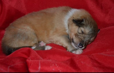 Les chiots de Colley à poil long