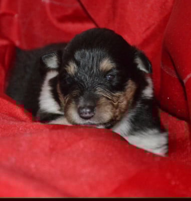 Les chiots de Colley à poil long