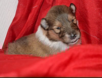 Les chiots de Colley à poil long