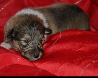 Les chiots de Colley à poil long