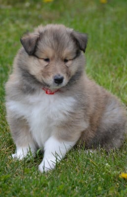 Les chiots de Colley à poil long