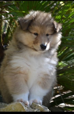 Les chiots de Colley à poil long