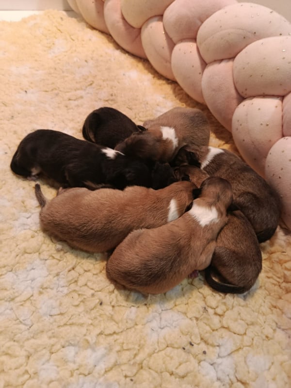 Colley à poil long - De L'Odyssée D'Arcadia