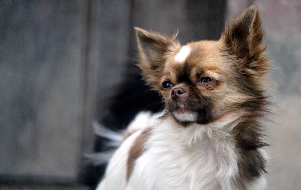 Publication : De La Vallée De Ròse-aups