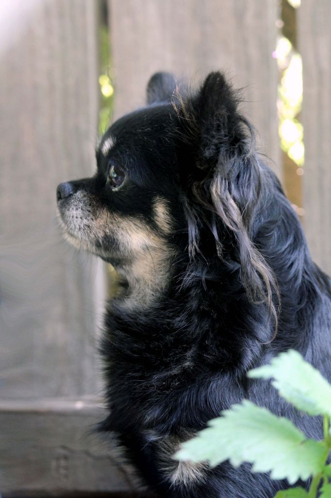 Publication : De La Vallée De Ròse-aups