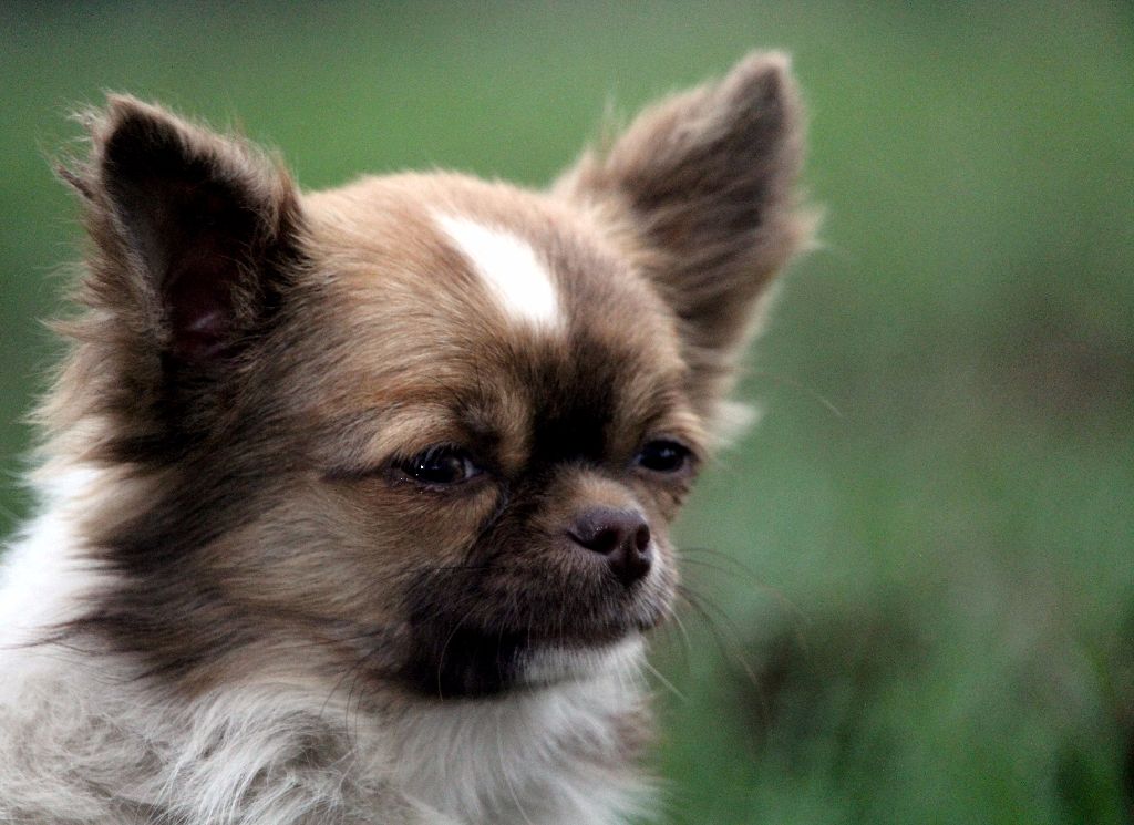 Publication : De La Vallée De Ròse-aups