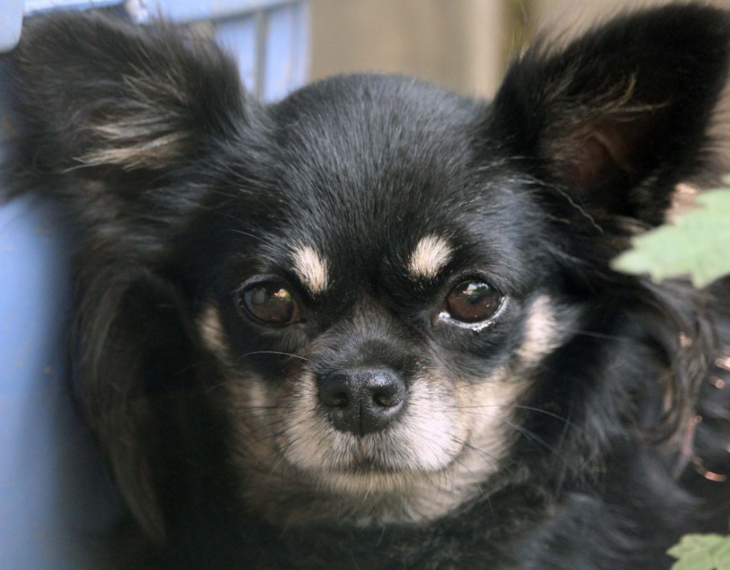 Publication : De La Vallée De Ròse-aups