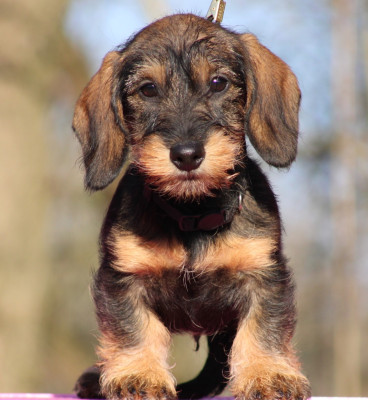 Les chiots de Teckel poil dur