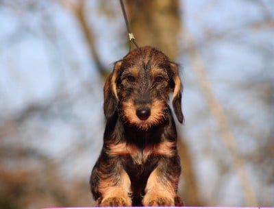 Les chiots de Teckel poil dur