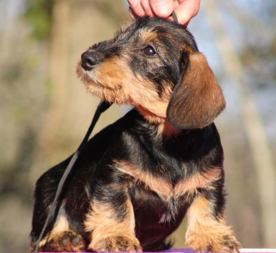 Les chiots de Teckel poil dur