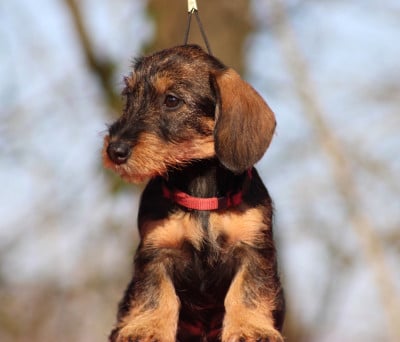 Les chiots de Teckel poil dur