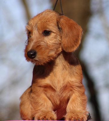 Les chiots de Teckel poil dur