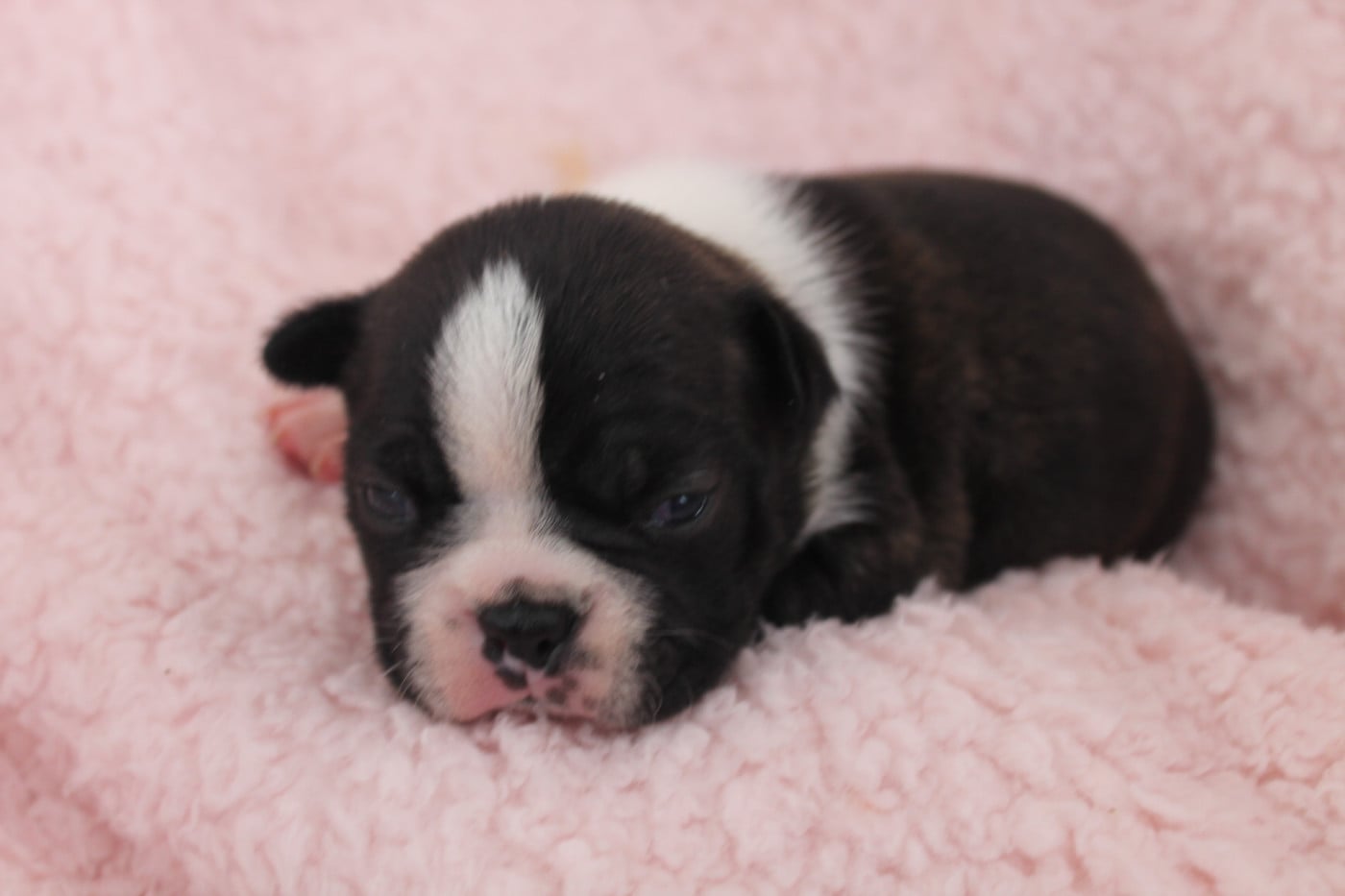 CHIOT 2 - Boston Terrier