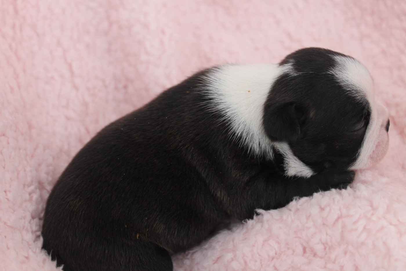 CHIOT 4 - Boston Terrier