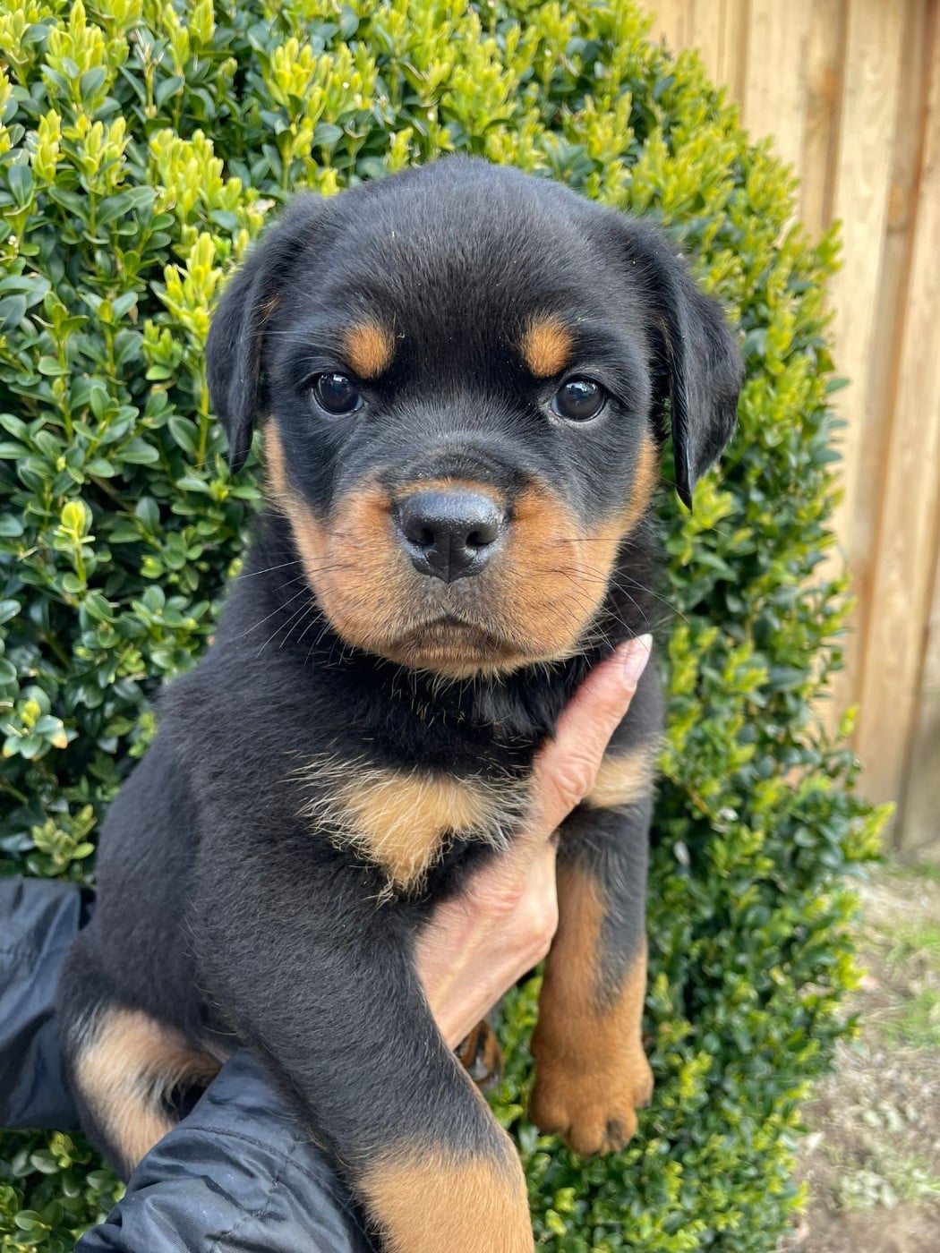 Chiot N°1 - Rottweiler