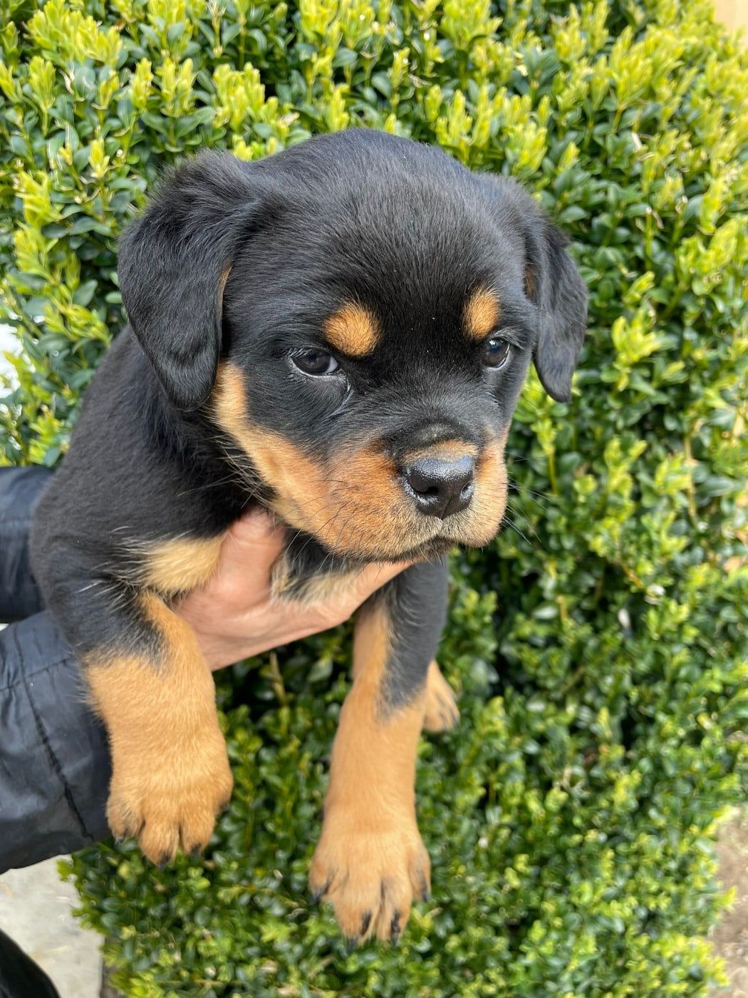 Chiot N°4 - Rottweiler