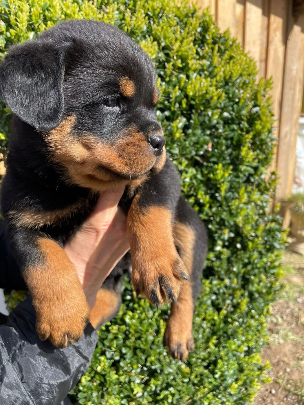 Chiot N°5 - Rottweiler