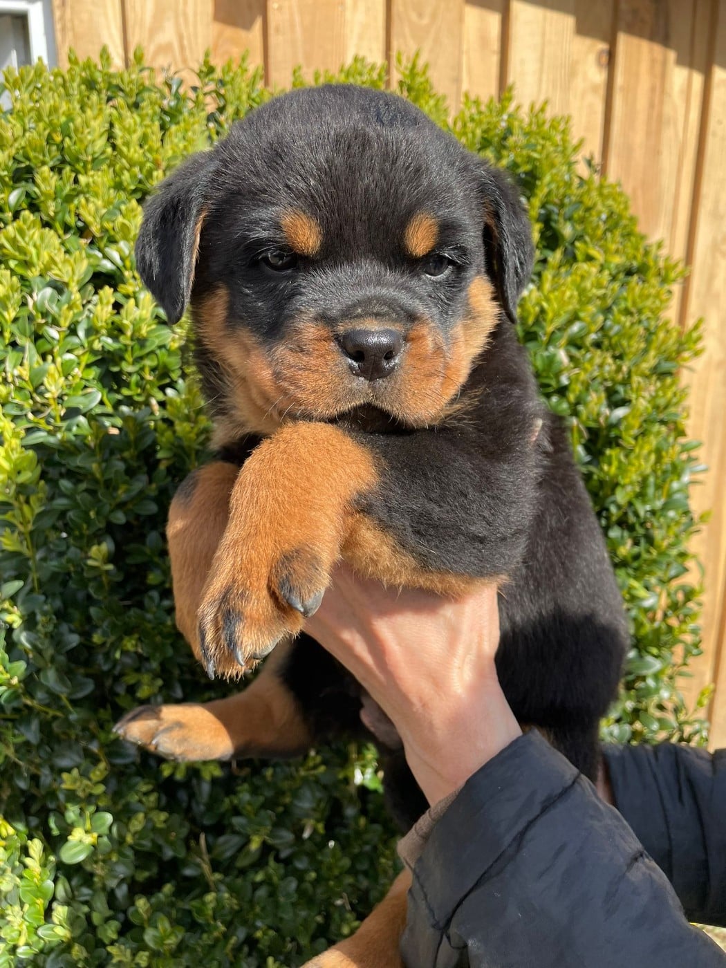 Chiot N°7 - Rottweiler