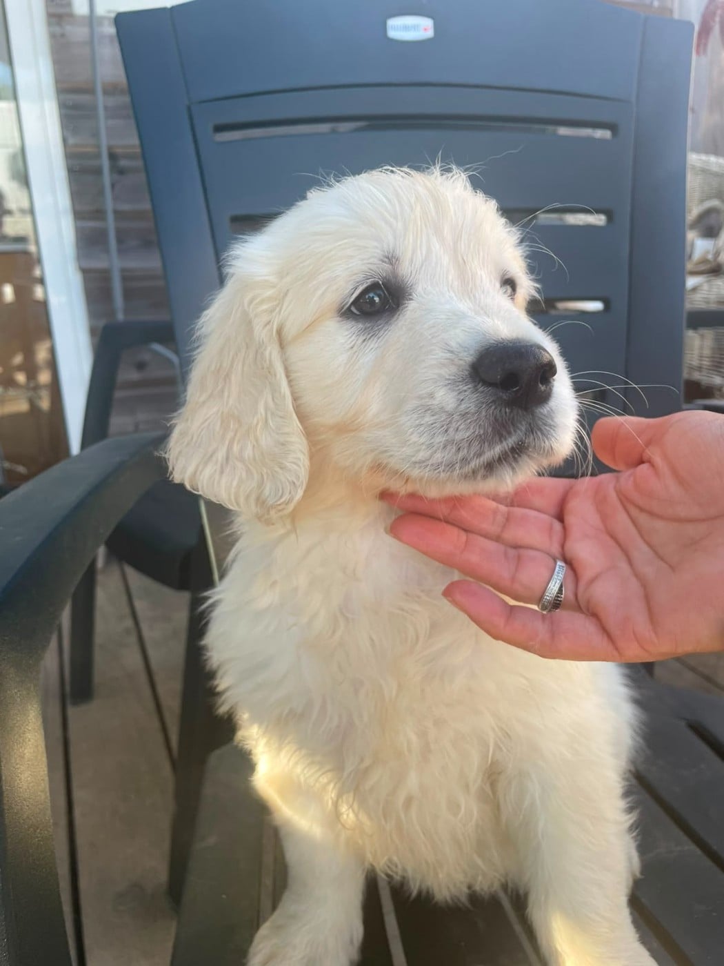 Golden Retriever - Diams Black