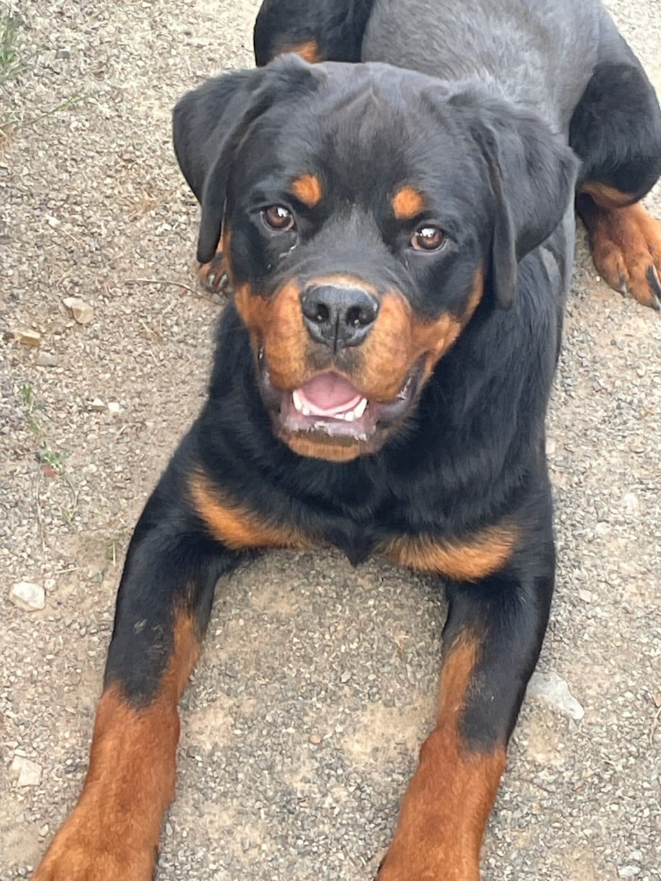 Rottweiler - Diams Black