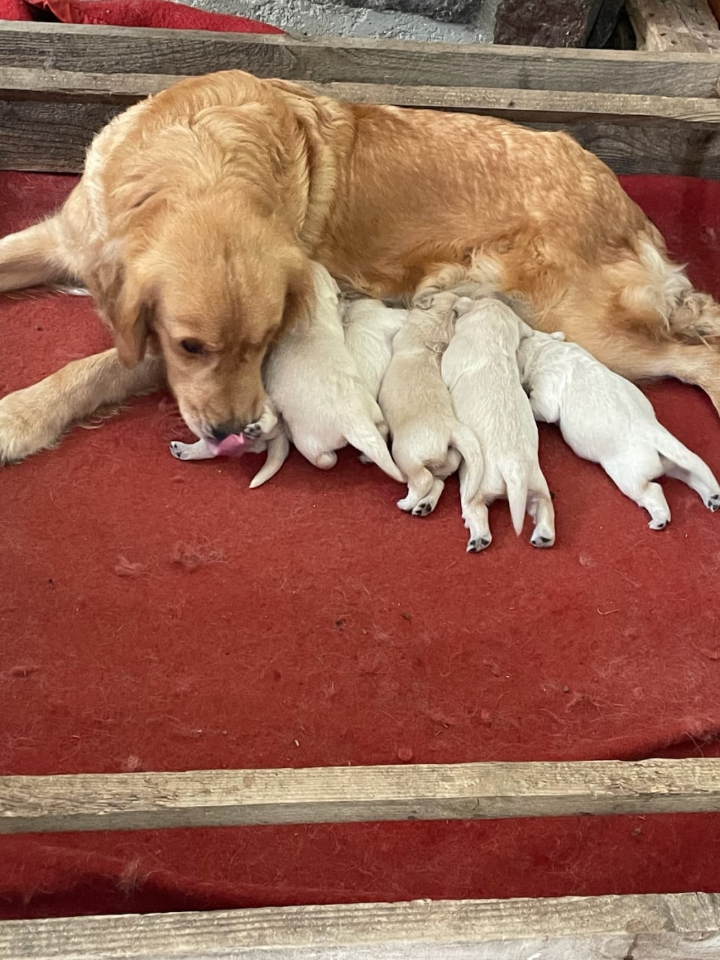 Chiot N°3 - Golden Retriever