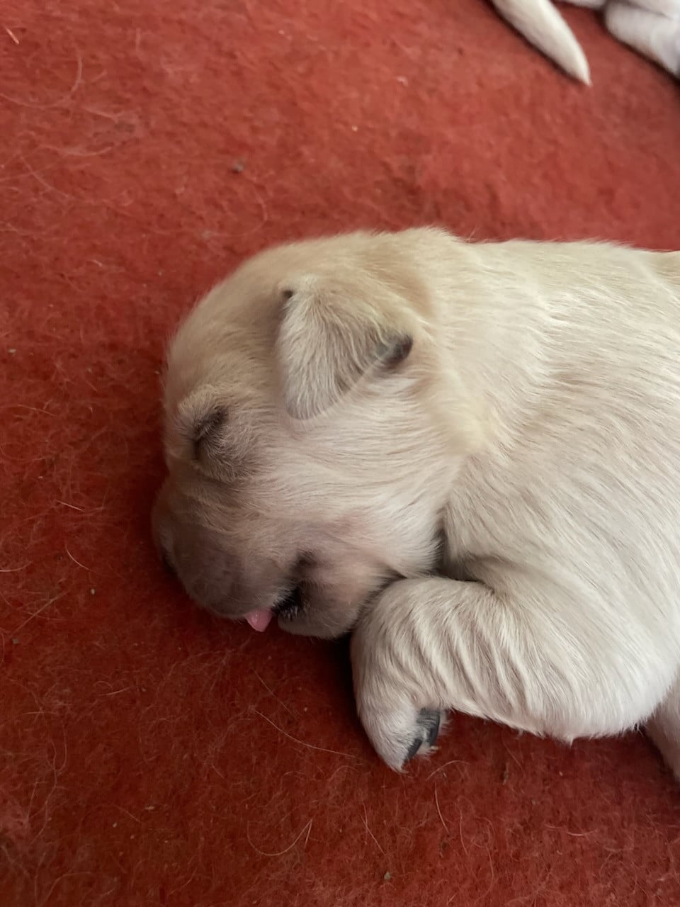 Chiot N°1 - Golden Retriever