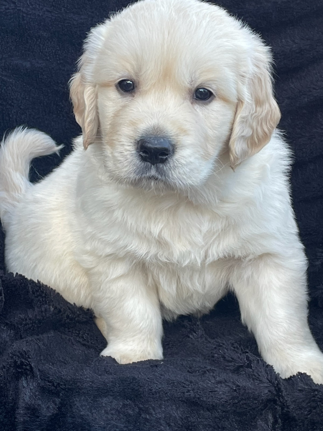 Chiot N°1 - Golden Retriever